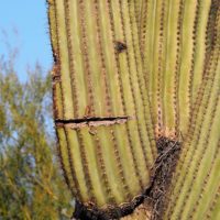 Saguaro cactus with slits and holes that make a face
