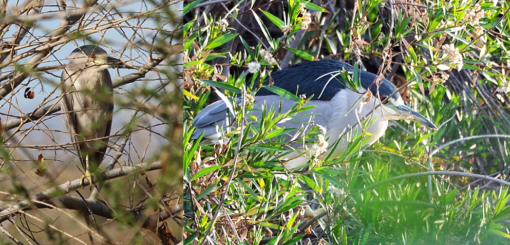 2-photo collage of black-crowned night herons in a typical pose, hiding in the shrubs.