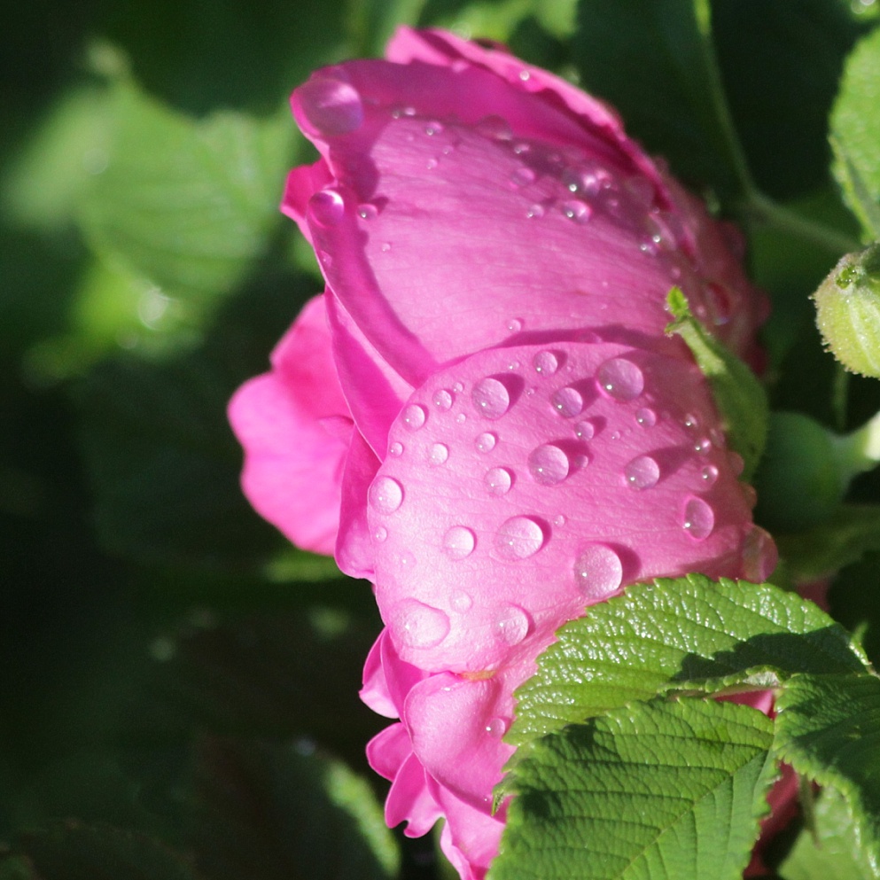 Close-up of rain-dappled rose