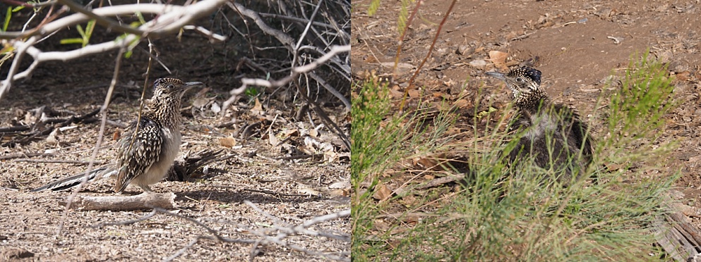 2-photo collag eof roadrunners with cluttered background
