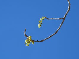 Spring buds evoking a Japanese esthetic