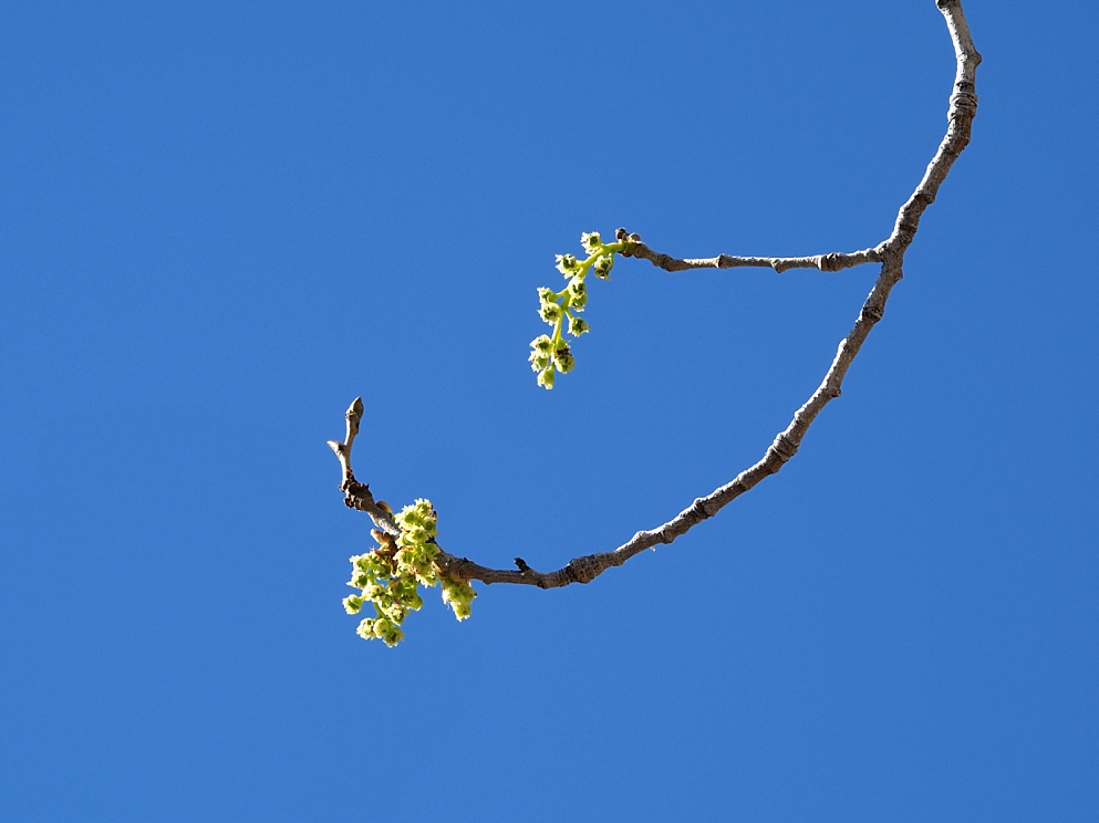 Spring buds evoking a Japanese esthetic