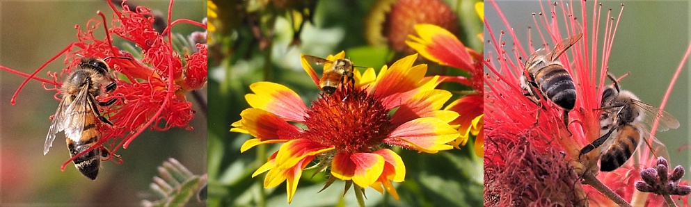 3-photo collage of butt-view of bees