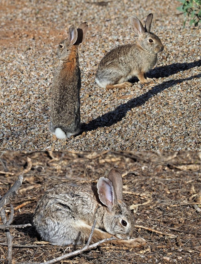 2-photo collage of desert cottontails