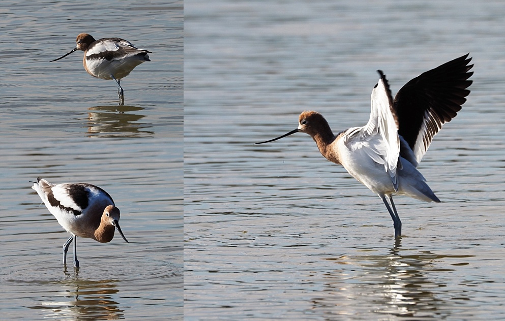 3-photo collage of male avocet sin breeding plumage