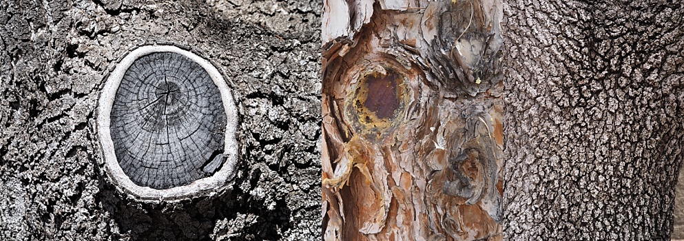 3-photo collage of different tree-trunk textures