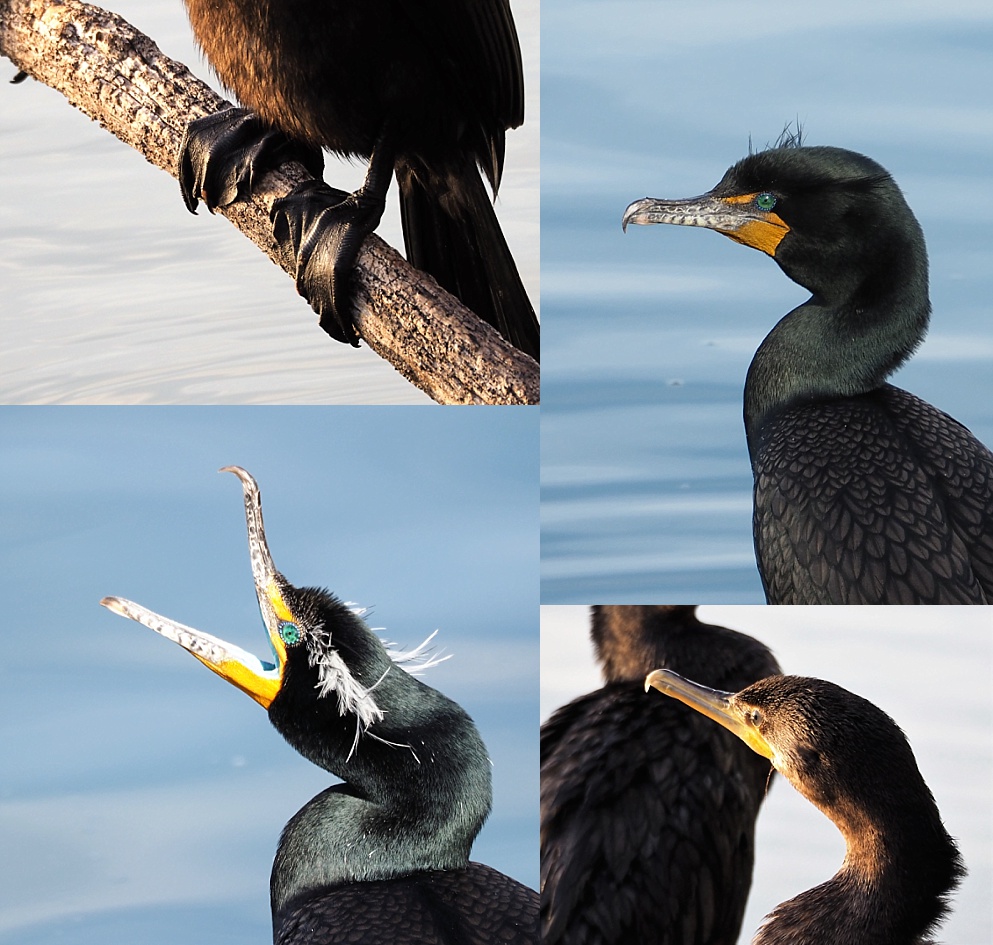 4-photo collage of cormorants