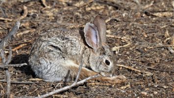 Desert cottontail licking extended hindleg