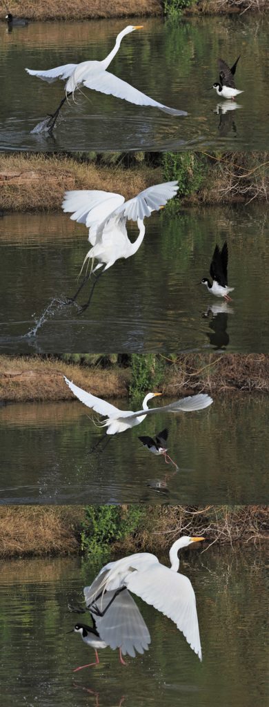 4-photo sequence of great egret and black-necked stilt launching off pond at same time