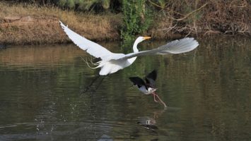 Great egret and black-necked stilt lifting off pond at same time