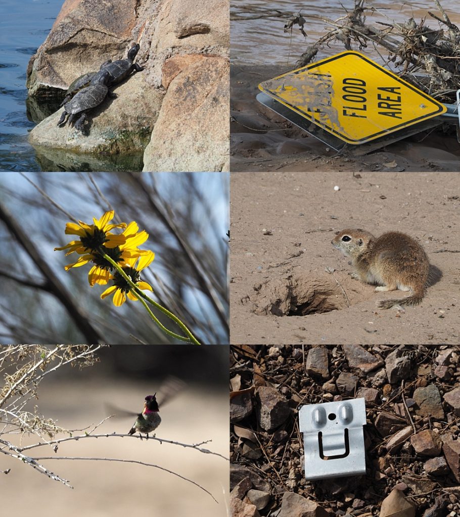 6-photo collage of scenes from Queen Creek Wash