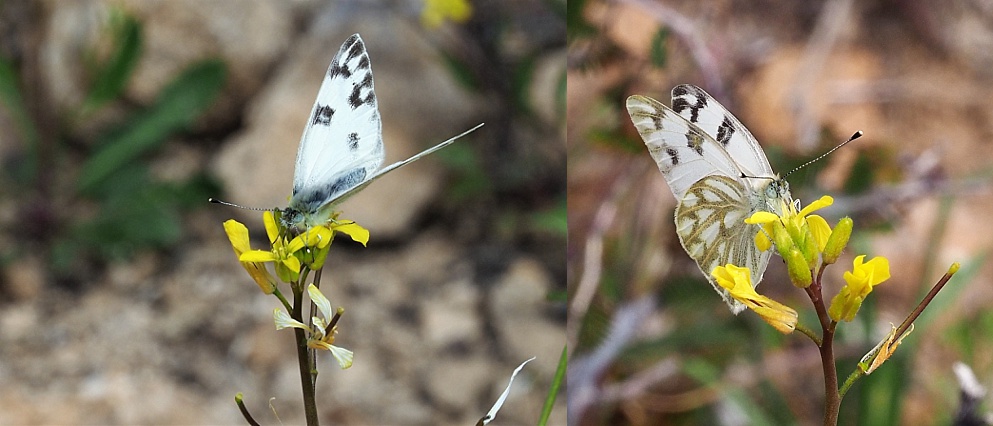 2-photo collage of butterflies at Fish Creek Lookout