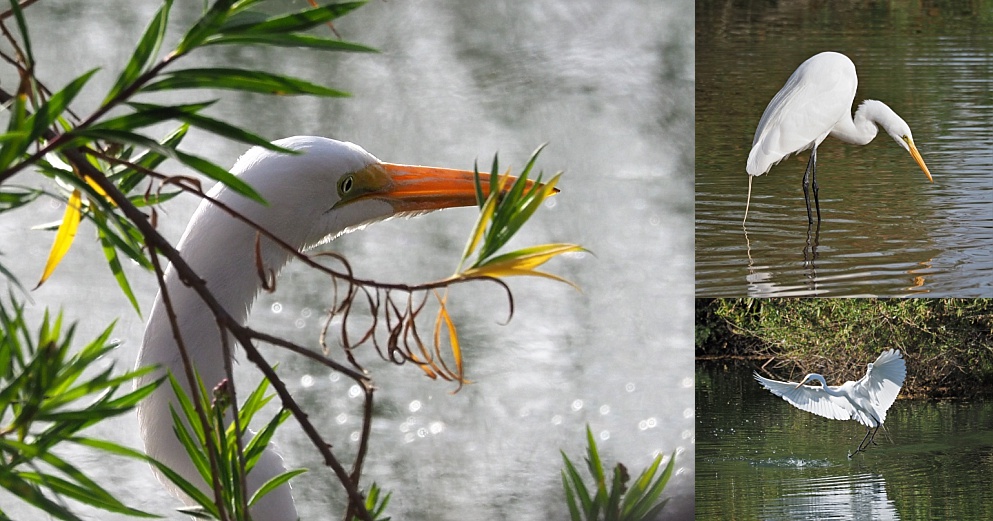 3-photo collage of great egret, under cover and out in the open