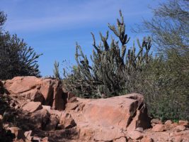 Red rock and staghorn cholla