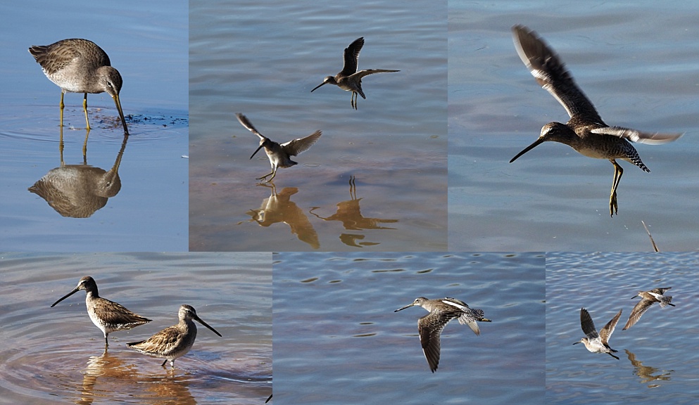 6-photo collage of long-billed dowitchers