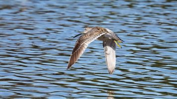 Long-billed dowitcher in flight