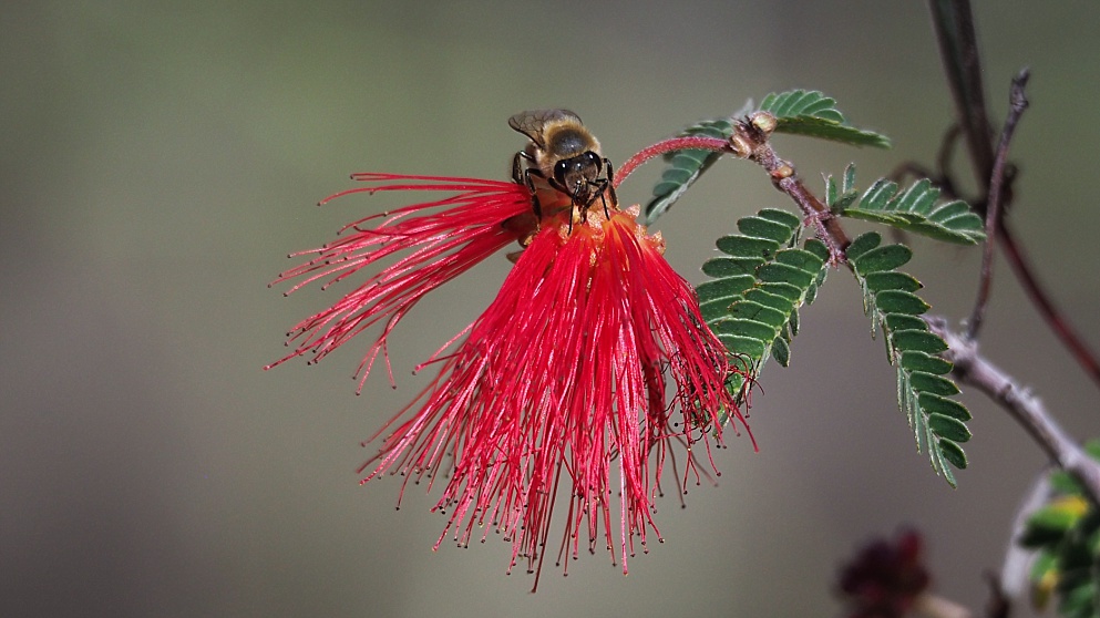 Close-up of bee on red feathery flower