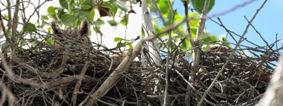 2-photo collage of great horned owl and owlet in distant nest