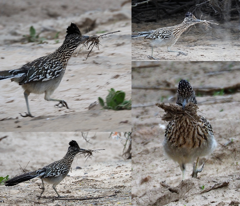 4-photo collage of roadrunner running with nesting material