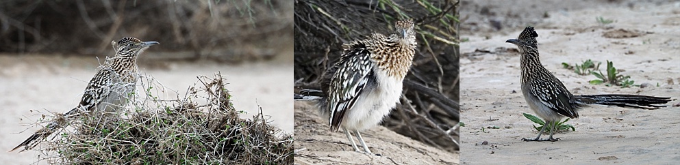 3-photo collage of roadrunners 