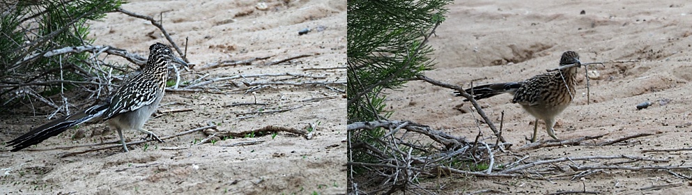 2-photo collage of roadrunner selecting just the right stick