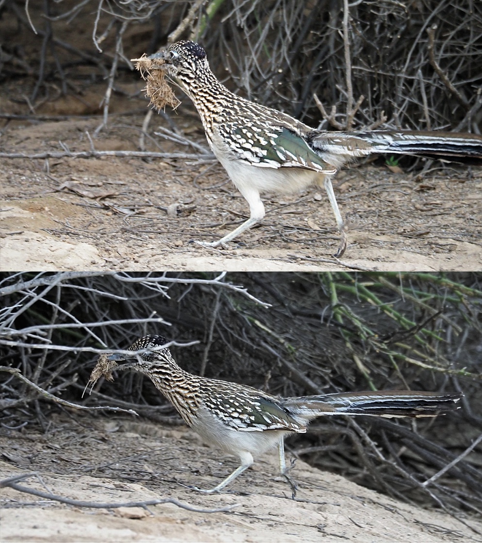 2-photo collage of roadrunner arriving back at nesting area with materials