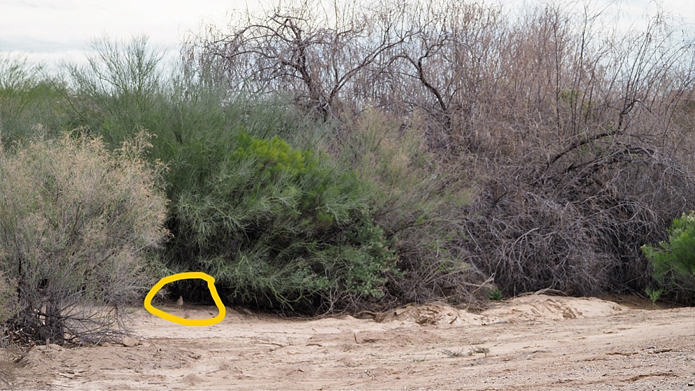 Shrub under which a pair of roadrunners is building a nest