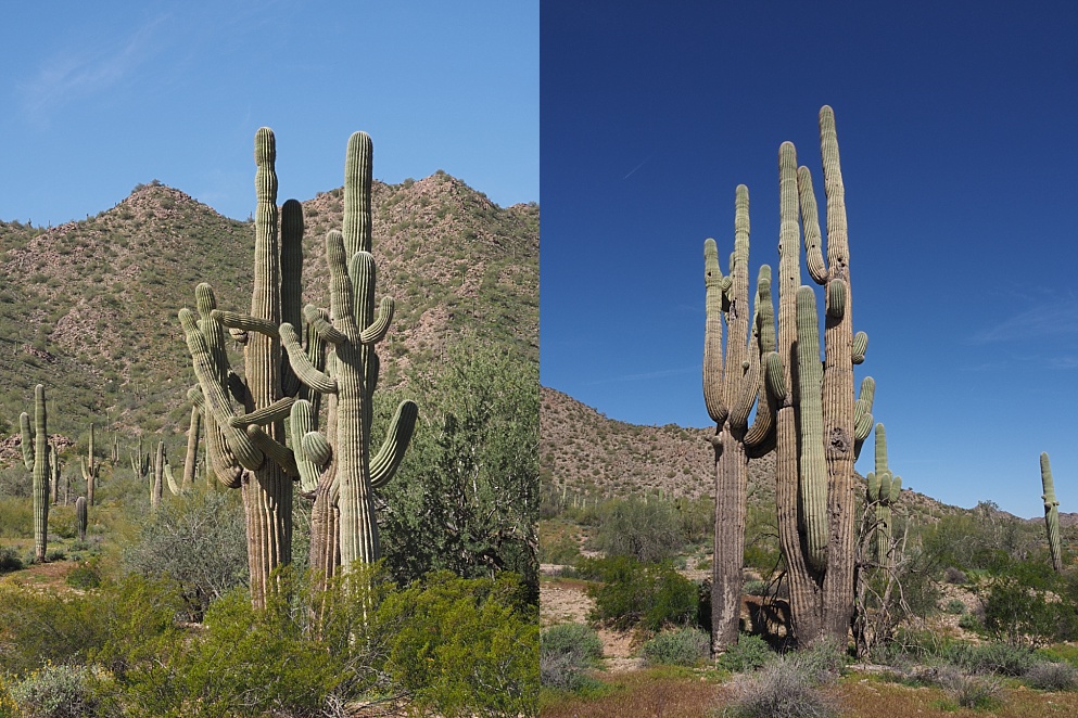 2-photo collage of saguaro cactuses