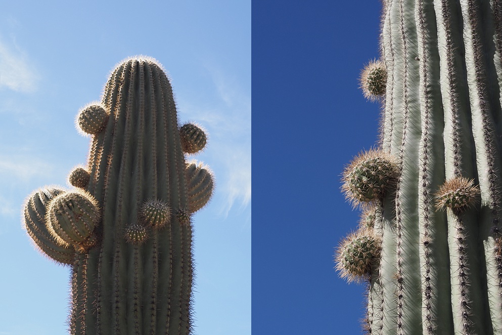 2-photo collage of saguaro cactuses with many arm buds