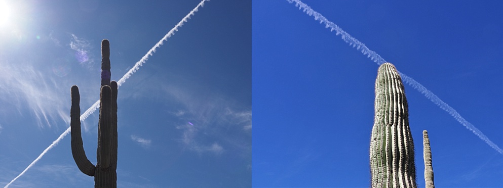 2-photo collage of saguaro cactuses and contrails