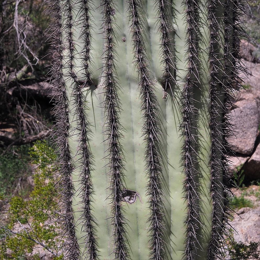 Holes making a sleepy face on a saguaro cactus.