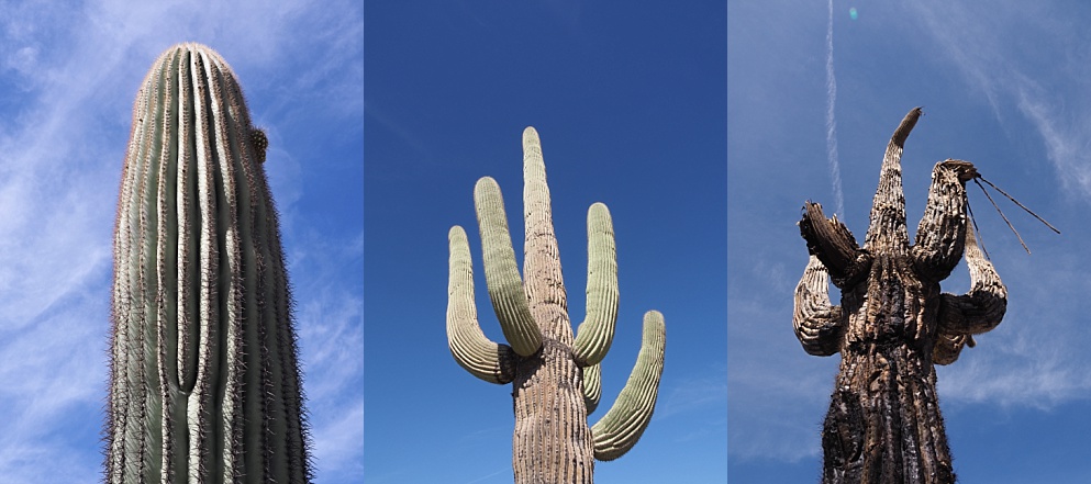 3-photo collage showing life stages of saguaro