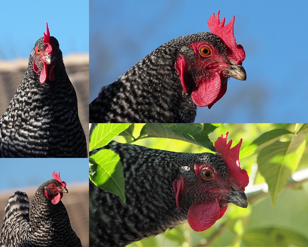 4-photo collage of a chicken on the lam