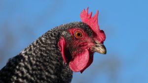 Backyard chicken on the lam