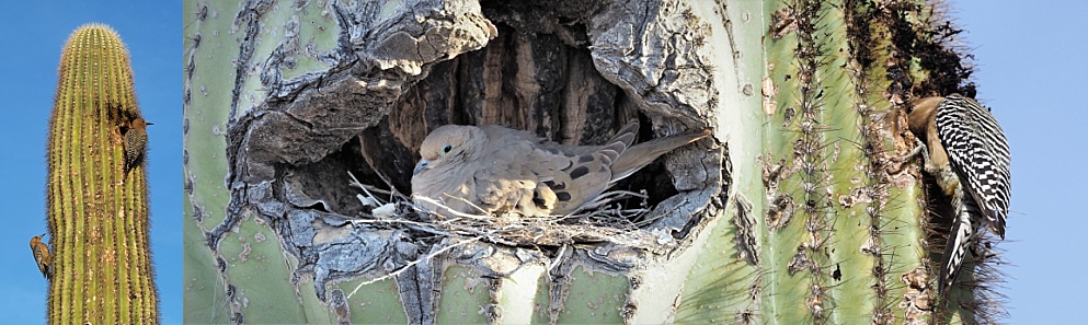 3-photo collage of birds nesting in one saguaro cactus