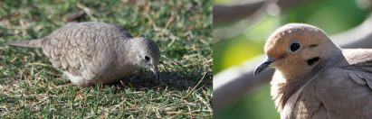 2-photo collage of 2 species of dove
