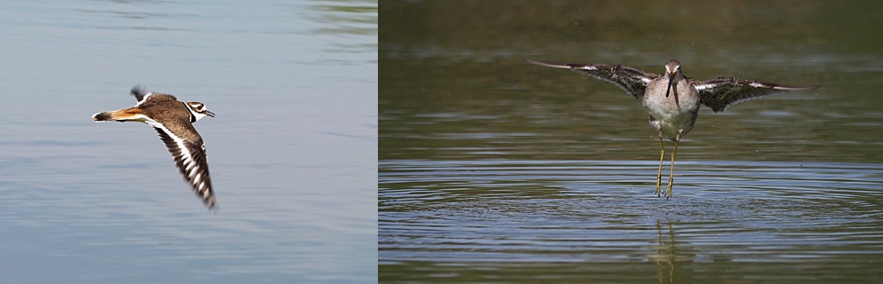 2-photo collage of killdeer and dowitcher in flight