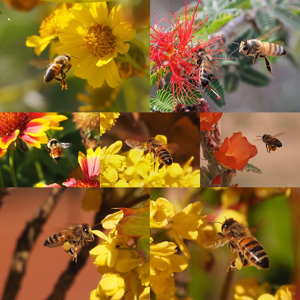 7-photo collage of airborne bees