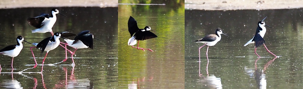 3-photo collage of black-necked stilts, incoming