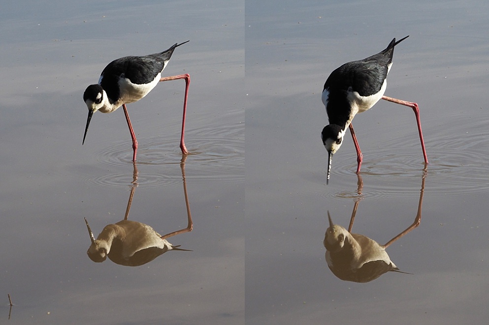2-photo collage of black-necked stilts and their reflections