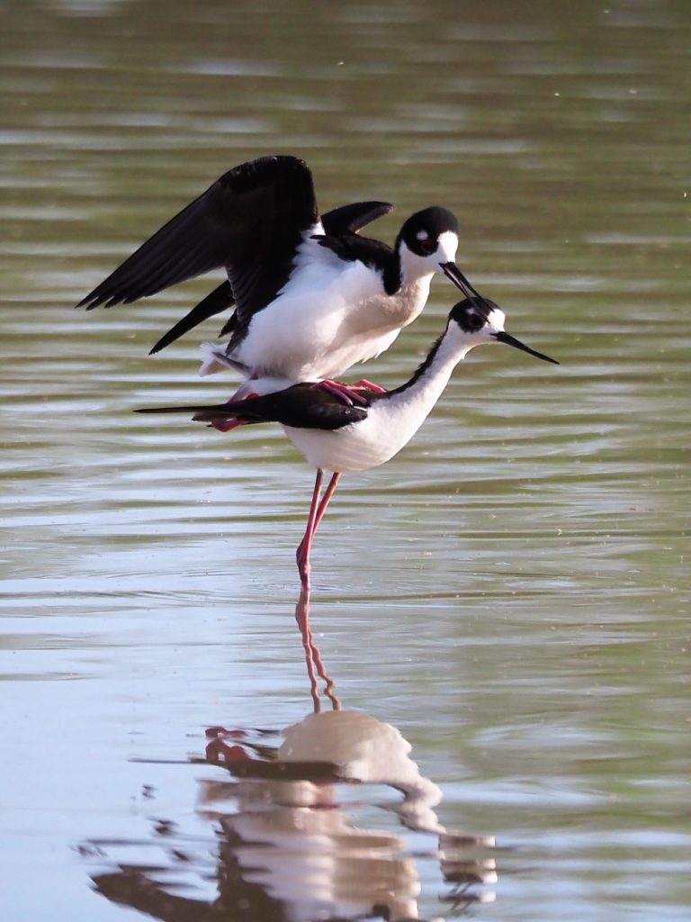 Black-necked stilts mating