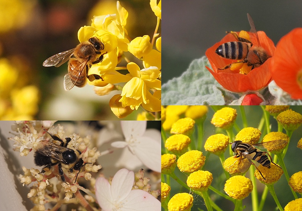 4-photo collage of bees from top view