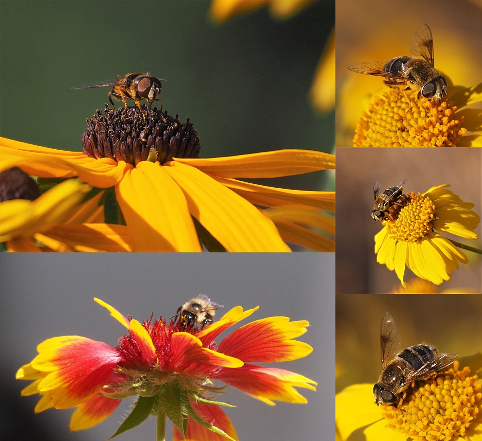 5-photo collage of front view of bees