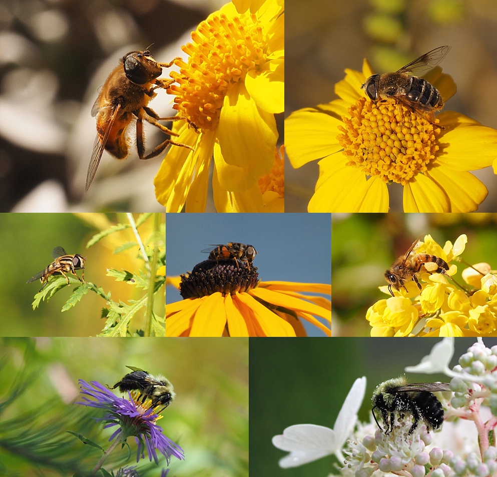 7-photo collage of side views of bees