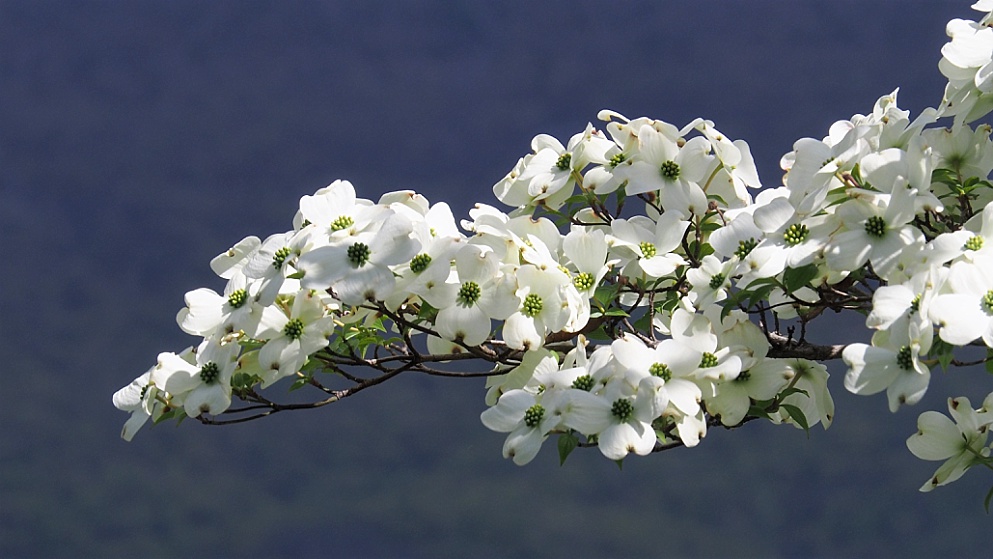 Close-up of white dogwood tree in bloom