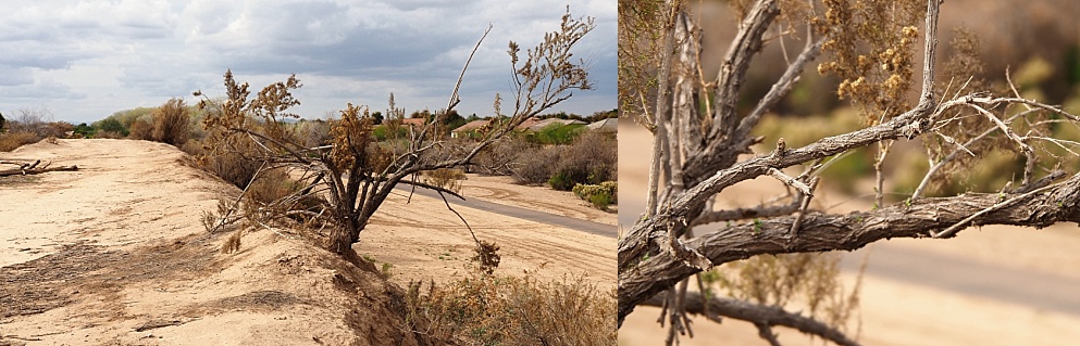 2-photo collage showing growth habit of creosote bush in desert