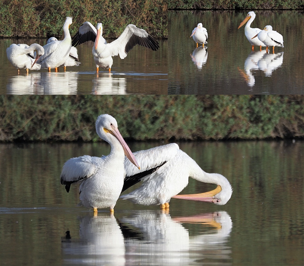 3-photo collage of American pelicans standing and preening