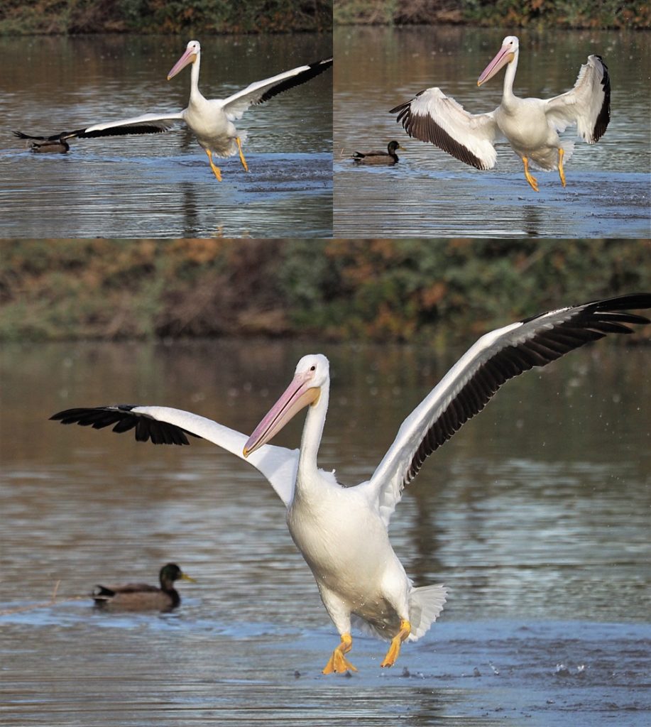 3-photo collage of American pelicans, in flight