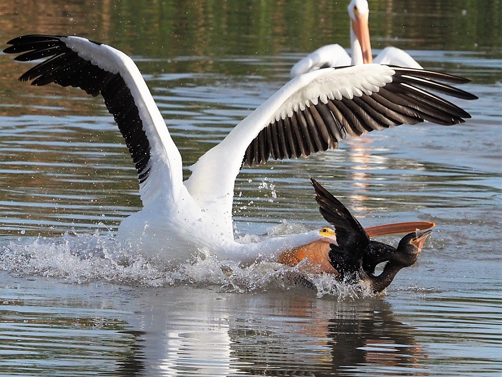 American pelican attacking cormorant for its catch