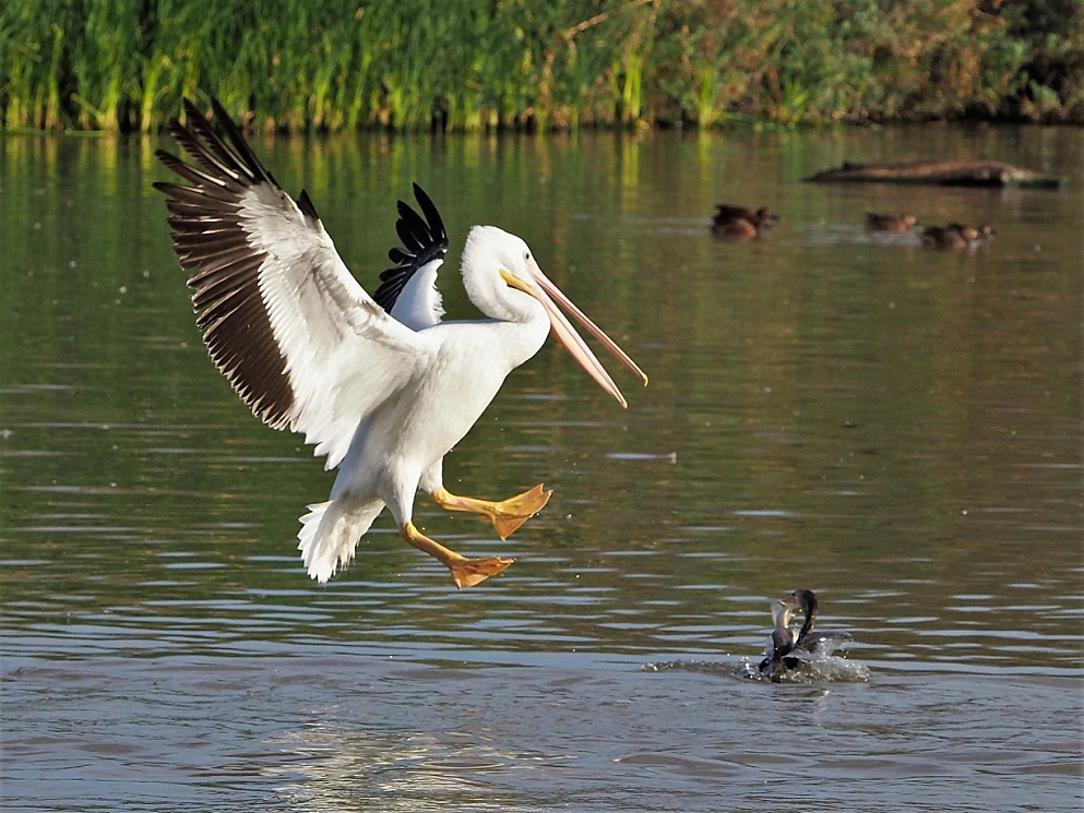 American pelican landing on a cormorant